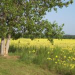 A field of evening primroses (Oenothera rhombipetala) in Tulsa, Oklahoma. Yellow flowers.