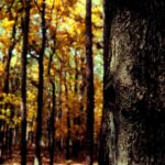 Golden leaves of hickories during the autumn in a forest in eastern Oklahoma.