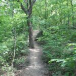 A trail through the cross-timbers deciduous forest on Turkey Mountain near Tulsa, Oklahoma.