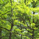 A tupelo tree (Nyssa sylvatica) in the forest near Boehler Bog, southern Oklahoma.