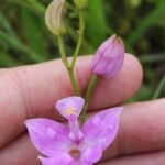 Calopogon oklahomensis, a rare Oklahoma prairie orchid. Pink flower.