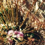 Chrysanthemums blooming at ground level in Tulsa, Oklahoma, in 1999. The leafy stalks died back to the ground in the autumn, then new buds began to grow during the warm winter. Winter days are short, however, so the buds developed into flowers instead of shoots. Short-day plants, such as chrysanthemum, measure the long nights as a signal to develop flowers instead of leafy branches. Photo by Stan Rice.