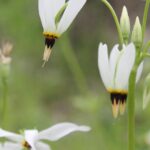White shooting stars (genus Dodecatheon) in a field in eastern Oklahoma.
