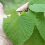 Basswood, or linden, trees (Tilia americana) are rare in eastern Oklahoma deciduous forests.