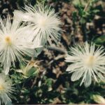 Mentzelia in western Oklahoma. White petals and stamens.