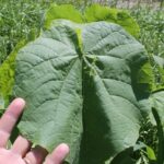 Abutilon theophrasti on an Oklahoma roadside. Abutilon's range does not generally include Oklahoma, which is too hot and dry for it, but seeds were brought by truck with grass turf used for roadside erosion control.