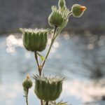 Fruits of Abutilon theophrasti along a drainage ditch in Oklahoma. Oklahoma is generally too hot and dry for this weed, which floated downriver from northern states, but it can form clusters near drainage ditches connected to the rivers.