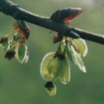 American elm (Ulmus americana), here in Oklahoma, have hairy fruits and smooth buds.