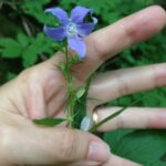 A bellflower (genus Campanula) in Oklahoma.