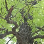 A black hickory tree (Carya texana) in an Oklahoma forest.