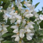 Black locust (Robinia pseudoacacia) flowers at a forest edge in Oklahoma. The flowers produce a heavy sweet fragrance. This species was introduced to Europe, where it has become invasive.
