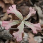 Young leaves of blackjack oak (Quercus marilandica) do not closely resemble the adult leaves.