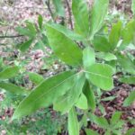 Bluejack oak (Quercus incana) grows in Oklahoma in very dry sand, in this case not far from Boehler Bog. The leaves are waxy and reflect excess light.