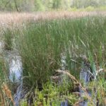 Hottonia inflata plants (foreground) float in the water of Boehler Bog in southern Oklahoma.