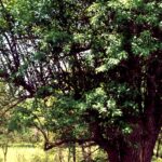 Bois-d'arc (Maclura pomifera) in Oklahoma is recognizable by its curved branches and yellowish bark.
