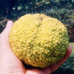 Mature fruit of Maclura pomifera, the bois-d'arc, in Oklahoma. It is a dense, sticky mass of little fruits related to the mulberry. While squirrels dig out and eat the seeds, no animal today seems to consume the entire fruit and disperse the seeds. Large mammals apparently did so in the last ice age. Bois-d'arc therefore may represent a mutualism in which one of the partners has become extinct, an "evolutionary anachronism."