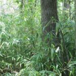 River cane (Arundinaria gigantea) in a wet forest in eastern Oklahoma.
