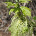 Spring growth of box elder (Acer negundo) in Oklahoma. The flowers and fruits are at the end of long stalks.