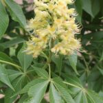 A buckeye (Aesculus glabra) in northeastern Oklahoma.