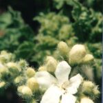 Bull nettle (Cnidoscolus texana) in Oklahoma. It is actually a spurge and has extremely painful spines. White petals.