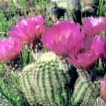 Echinocereus baileyi is a cactus that grows on granite rocks near the Blue River in south central Oklahoma.