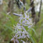 A Camassia lily in an Oklahoma field.