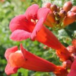 Flowers of Campsis radicans, the trumpet creeper, a vigorous vine. Often pollinated by hummingbirds. The pollinator must stick its beak through the tube, brushing against stamens and pistils to get the nectar. Red flowers.