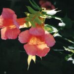Flowers of Campsis radicans, the trumpet creeper, a vigorous vine. Often pollinated by hummingbirds. The pollinator must stick its beak through the tube, brushing against stamens and pistils to get the nectar. Red flowers.