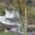 A Carex sedge along the Blue River in Oklahoma. As in many sedges, the male flowers (with stamens, now having lost their pollen) above the female flowers (with fresh, protruding stigmas). In many plants and animals, the male function occurs earlier than the female function.