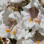 Flowers of Catalpa bignonioides in Oklahoma. The purple and yellow markings are nectar guides that lead pollinators to the nectar so that they brush past the stamens and get pollen on their backs.