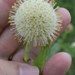 Spherical cluster of flowers, Cephalanthus occidentalis, on a lakeside in Oklahoma.