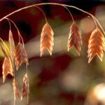 Chasmanthium latifolium grass in Oklahoma is sometimes called fish-on-a-pole.