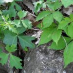 Cissus (with almost-palmately-compound leaves, to the left) vs. Parthenocissus quinquefolia (Virginia creeper, with compound leaves) on the right. The Cissus leaf blade just barely connects the three lobes.