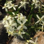 Clematis flowers in Oklahoma.