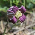 Clematis pitcheri grows in a forest near the Blue River in south central Oklahoma. Purple sepals.