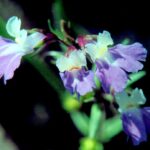 Collinsia verna (blue-eyed Mary) in a field in Oklahoma.
