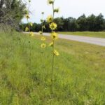 Compass plant (Silphium laciniatum) in a roadside prairie remnant in Oklahoma.