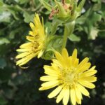 Compass plant (Silphium laciniatum) in a roadside prairie remnant in Oklahoma. The flowers are "composites," in which ray flowers surround a central disc of disc flowers, both yellow.