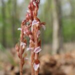 A coral-root orchid (genus Corallorhiza) has no chlorophyll and is completely dependent on mutualistic fungi that get nutrients from decomposing vegetation and supply it to the orchid.