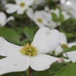 Cornus florida (flowering dogwood) in a deciduous forest in Oklahoma. Four large white bracts surround a cluster of small yellow flowers.