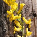 Corydalis flowers in a forest edge in Oklahoma.