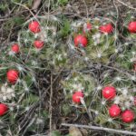 Coryptantha cactus in an open field in Oklahoma. Red berries.