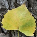 Cottonwood (Populus deltoides) leaf and bark. Deltoides refers to the leaf shape.
