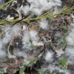 Cottonwood (Populus deltoides) seeds cover the ground along waterways in late spring.