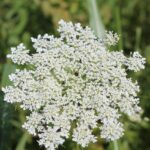 Daucus carota (wild carrot, or Queen Anne's lace) has many small white flowers in an umbel, or umbrella-shaped inflorescence. Field in Oklahoma.