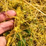 Dodder (genus Cuscuta) growing on Justicia in running water in a ditch in Oklahoma. Cuscuta has no chlorophyll and depends on its host plant for all its nutrients. Orange stems.