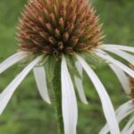 Echinacea pallida, a native tallgrass prairie species in Oklahoma. The ray flowers are narrow and white, and the disc flowers form a cone. Echinacea roots are reputed to have medicinal properties.