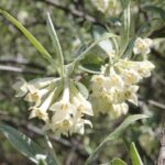 Elaeagnus angustifolia (Russian olive) flowers in a dry area of Oklahoma. The Russian olive is native to dry areas of Asia and is an invasive plant in America.