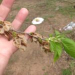These American elm (Ulmus americana) fruits are already mature by April 7 and ready to disperse in Oklahoma. The wafer-like fruits mature before the leaves emerge, allowing the seeds to blow away in the wind.