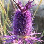 An Eryngium inflorescence, with a cluster of purple flowers protected by sharp bracts, on an Oklahoma roadside.